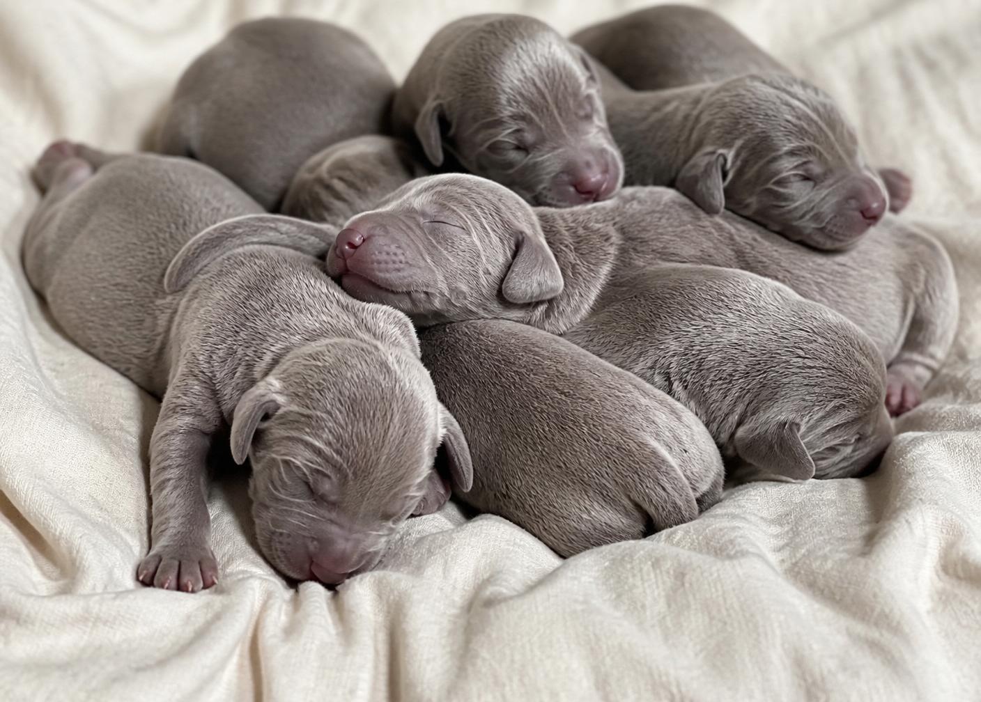 Newborn Weimaraner puppies