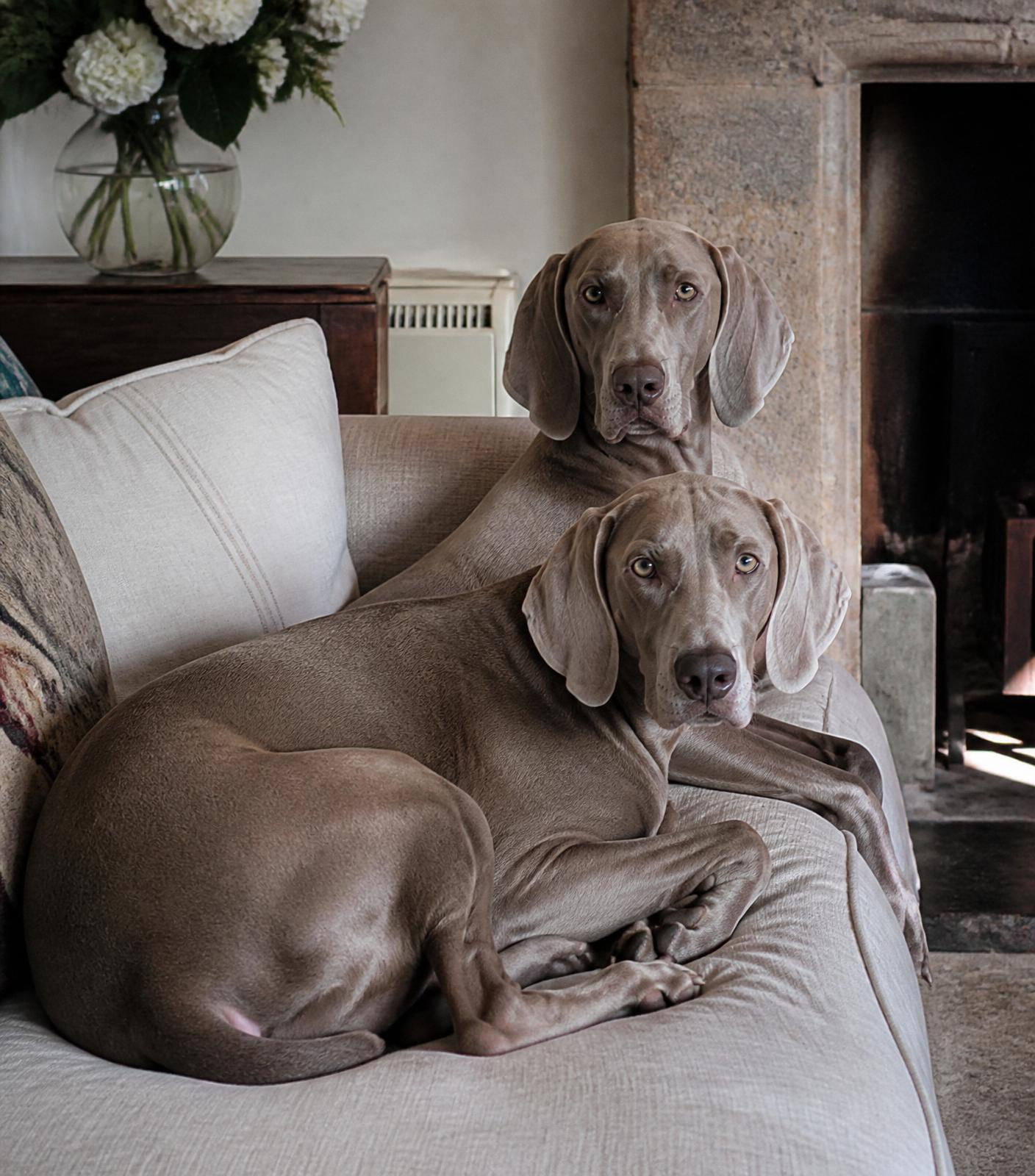 Weimaraners resting in a warm country home