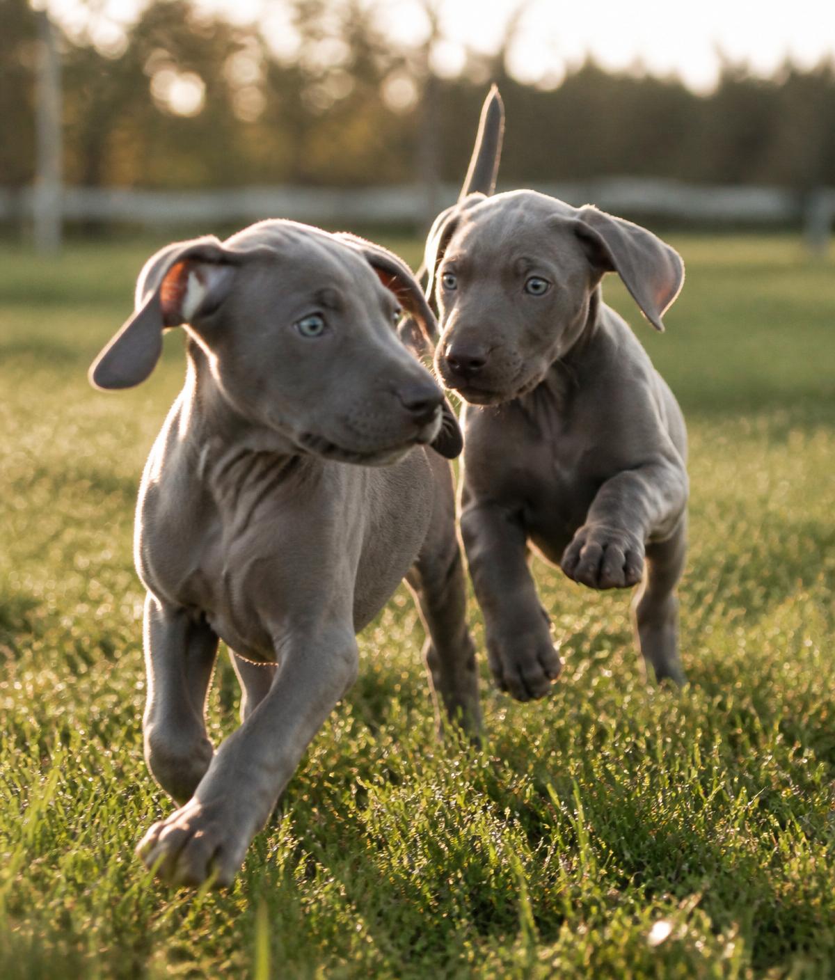 Two Weimaraner puppies playing in grass